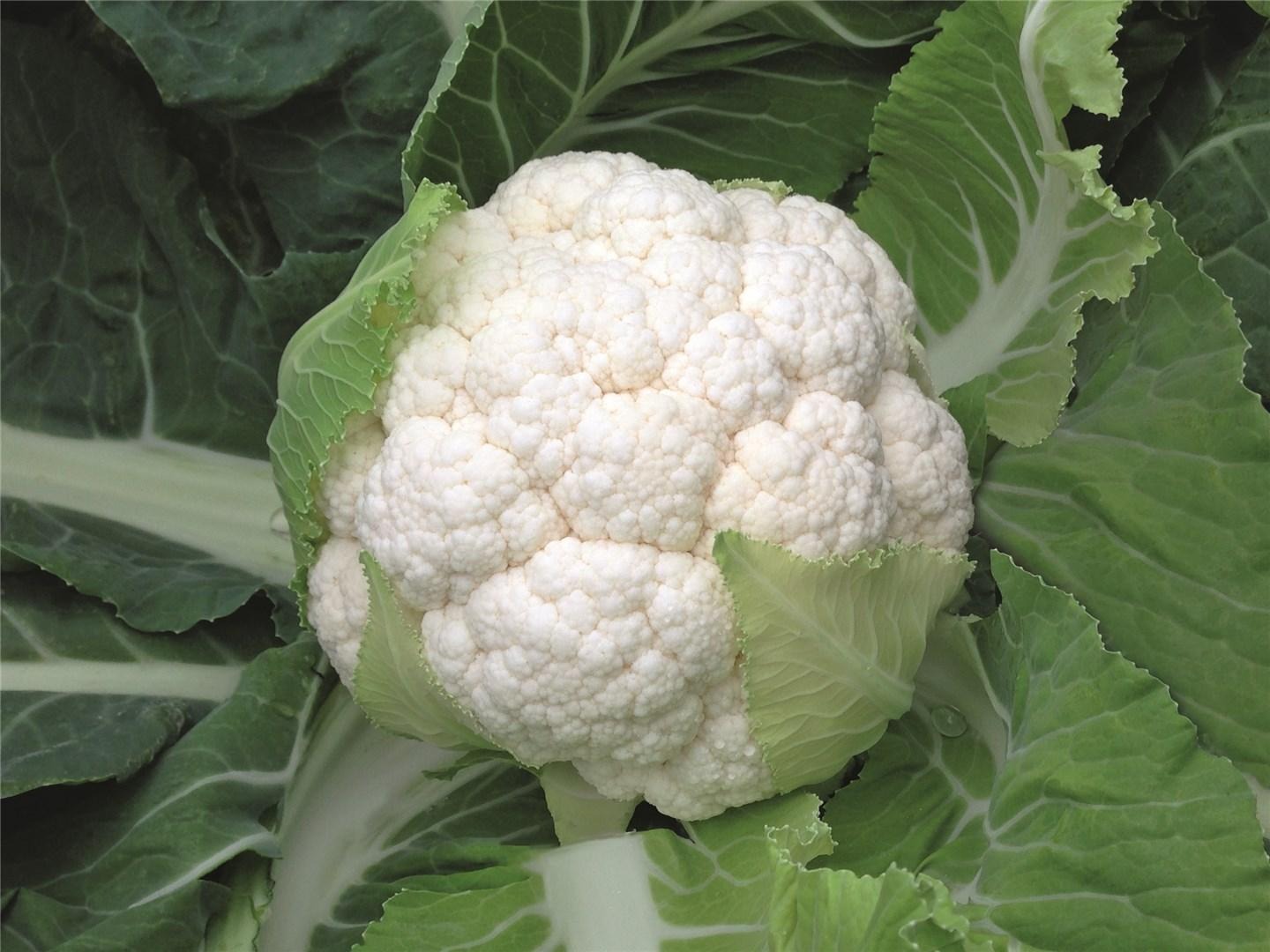chou fleur skywalker F1