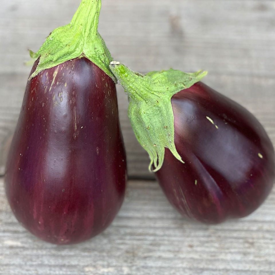 Aubergine