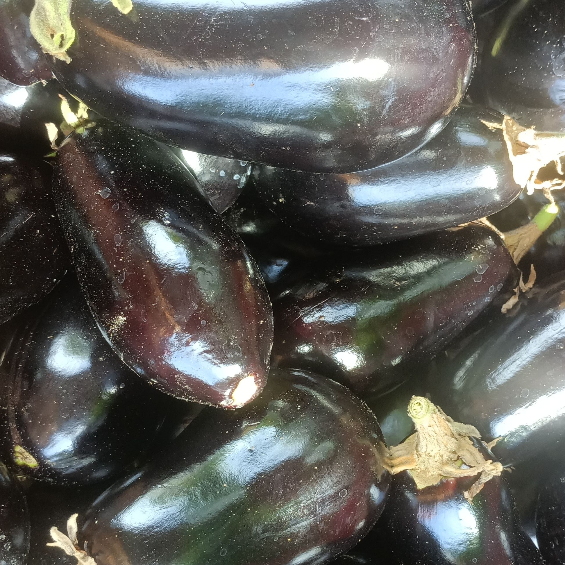 Aubergine