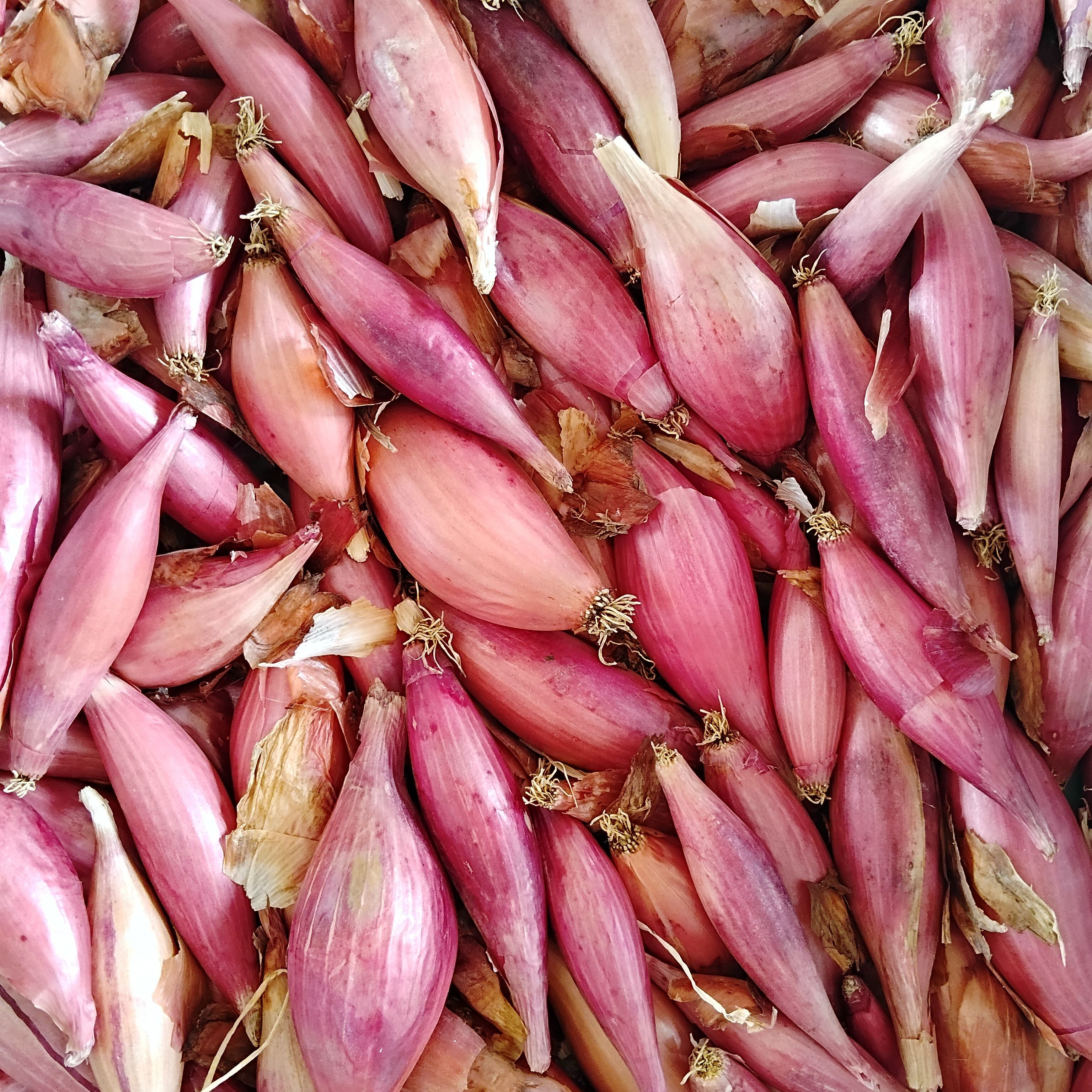 Oignon allongé rouge (Vrac)