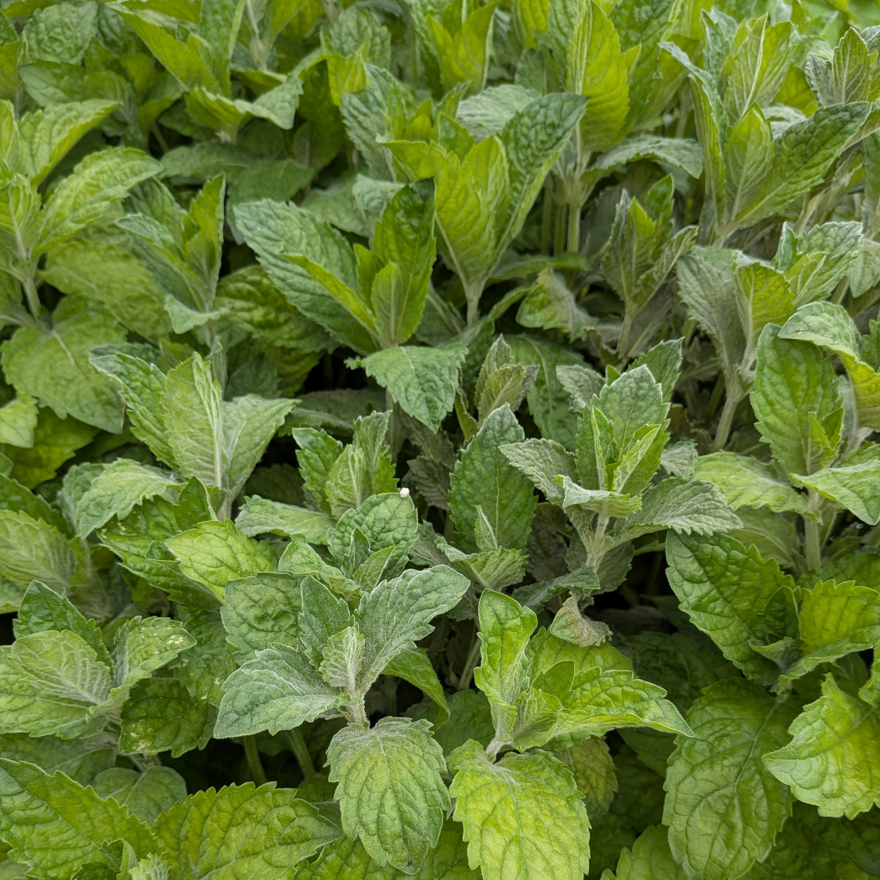 Menthe pamplemousse - 30g