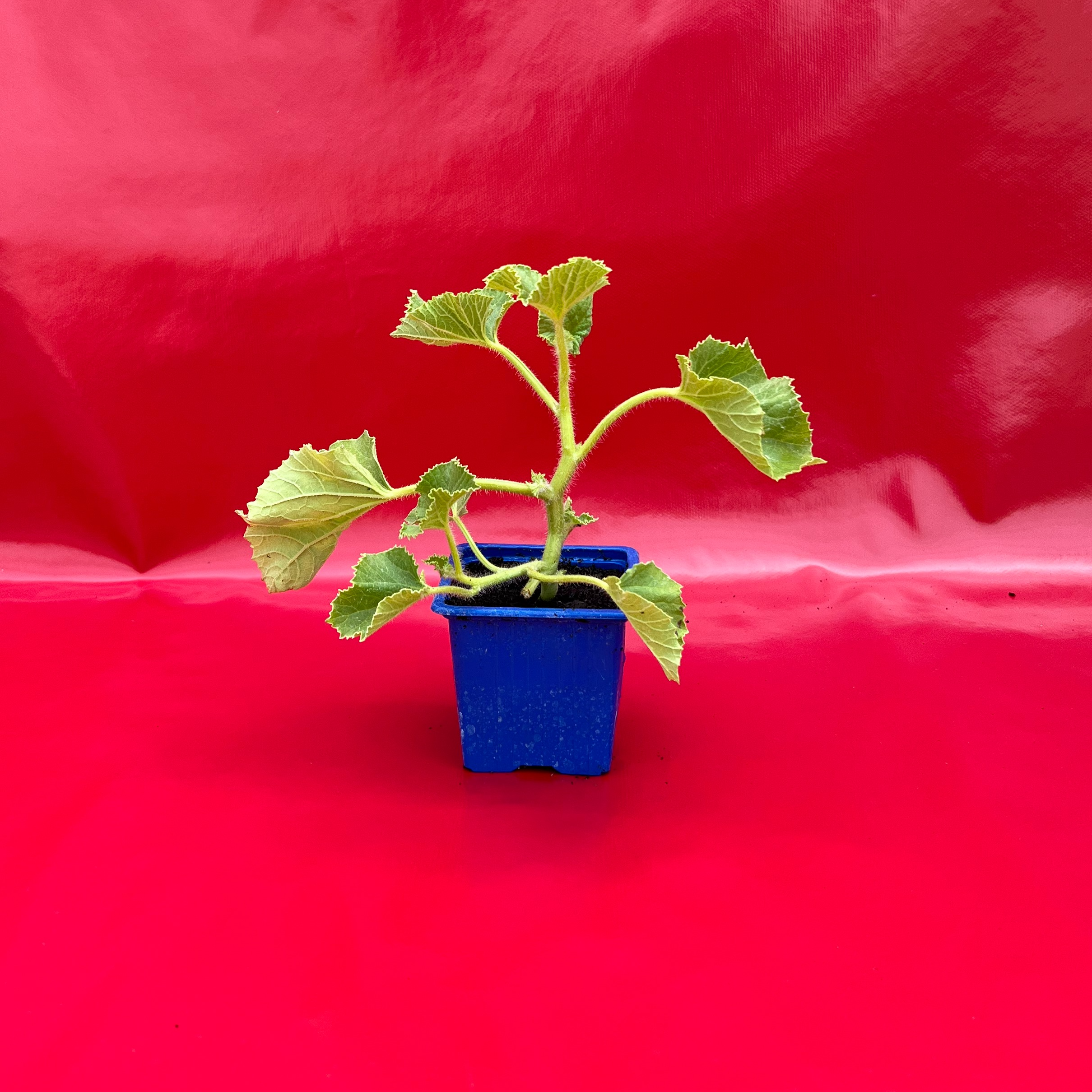 Plant Melon Petit Gris de Rennes - 150g