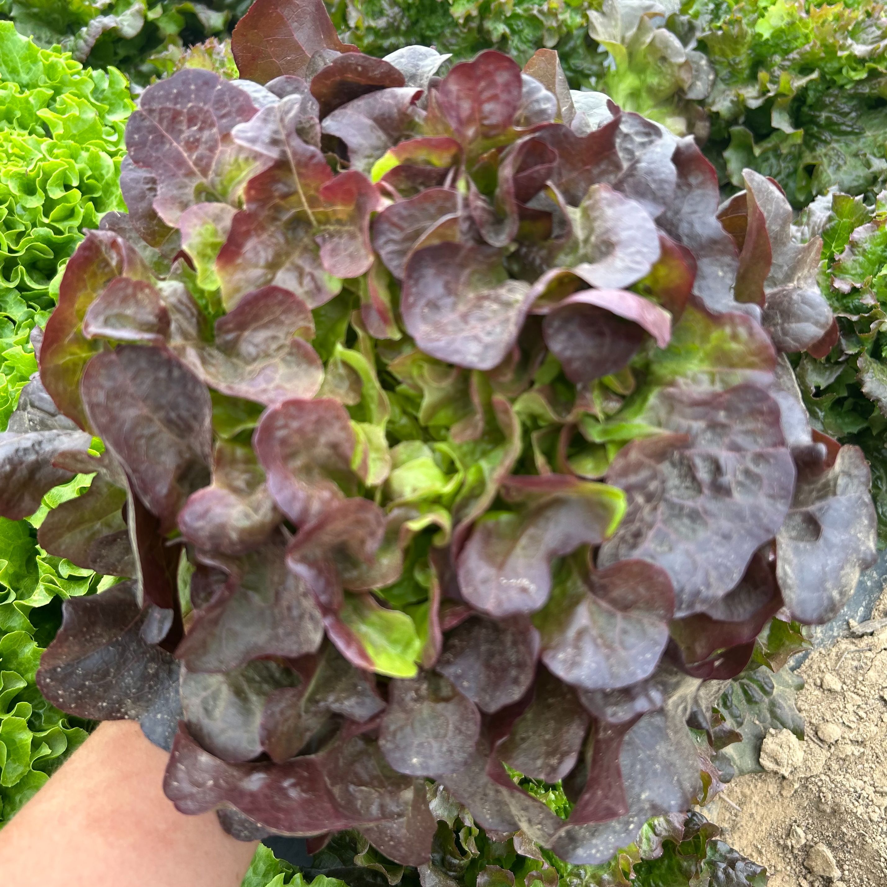 Feuille de chêne rouge