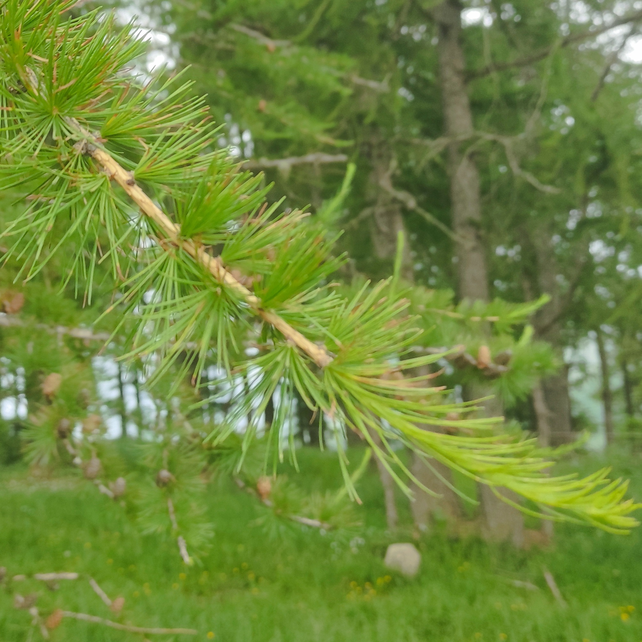 Gemmothérapie Mélèze - 30ml