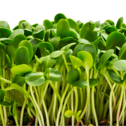 Tournesol baby - 10g