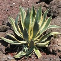 Agave américaine Marginata en pot 4 litres