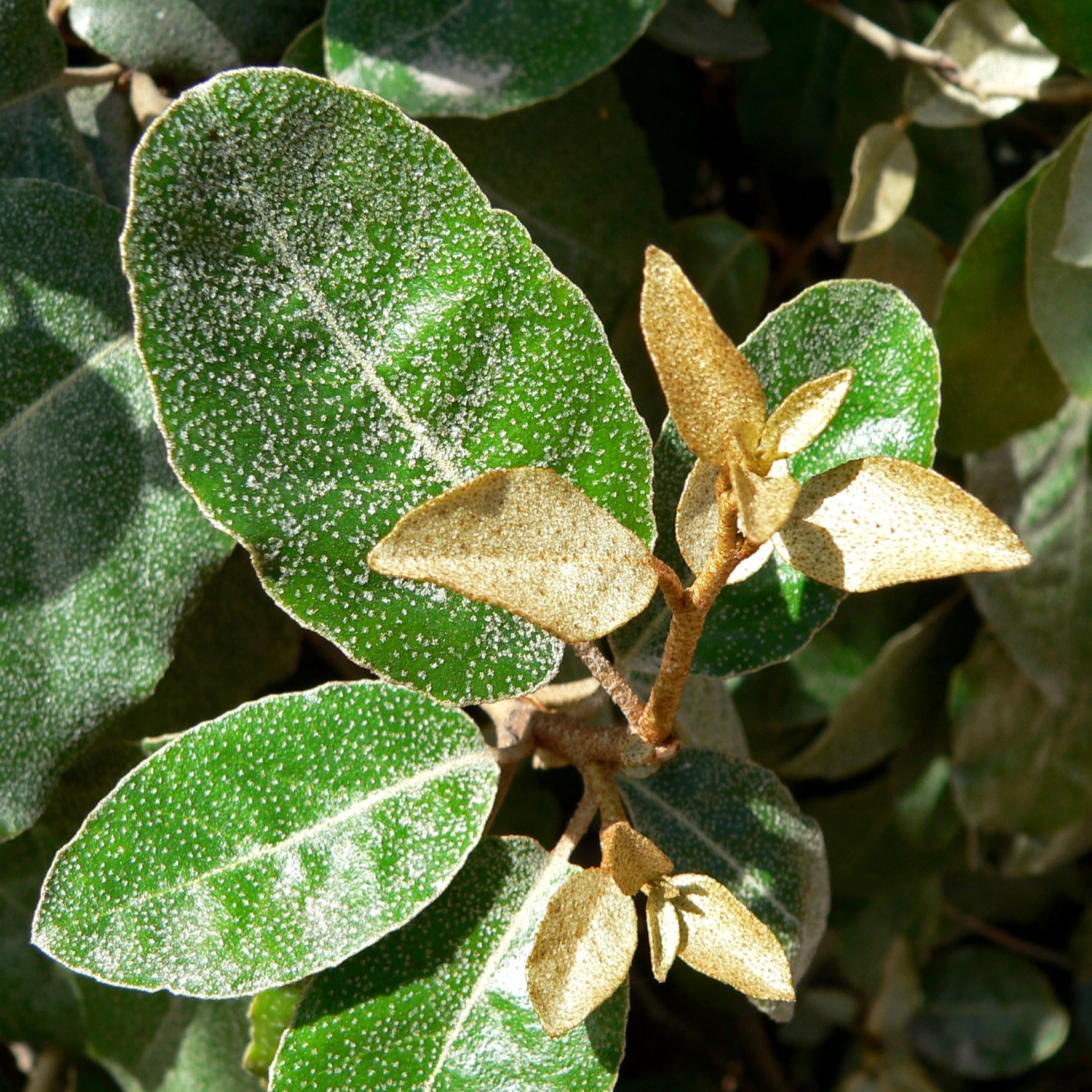 Chalef de Ebbing (Eleagnus x Ebbingei)
