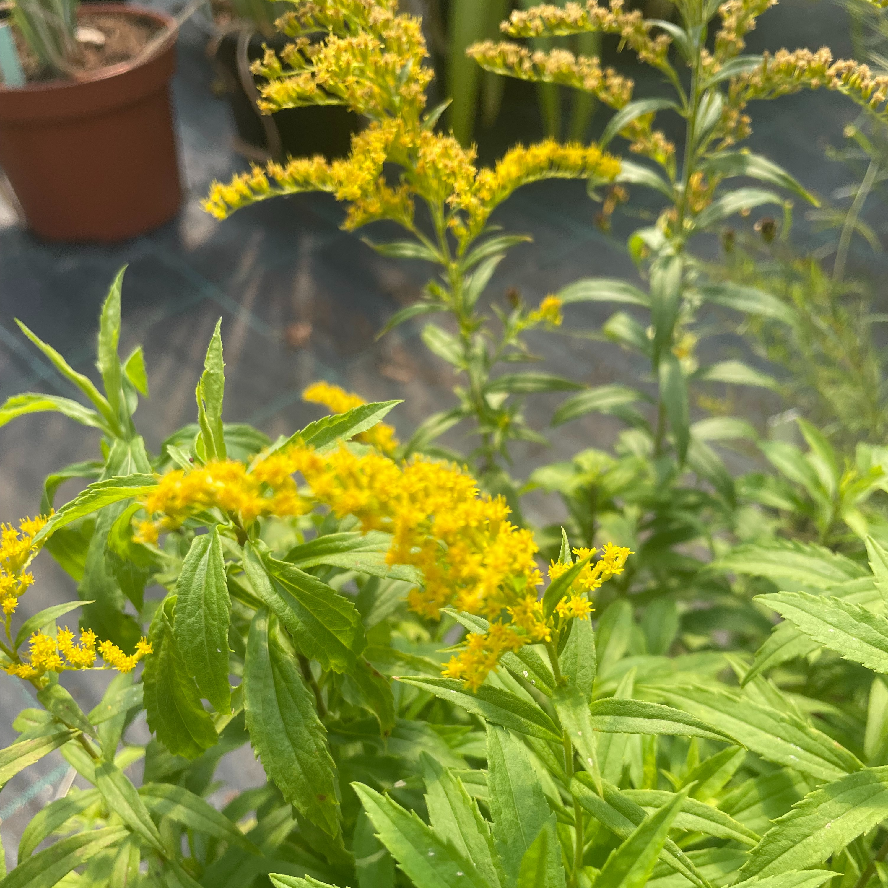 Solidago