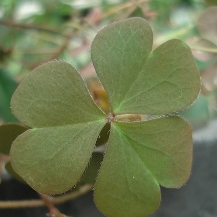 Oxalis verte cornitulata