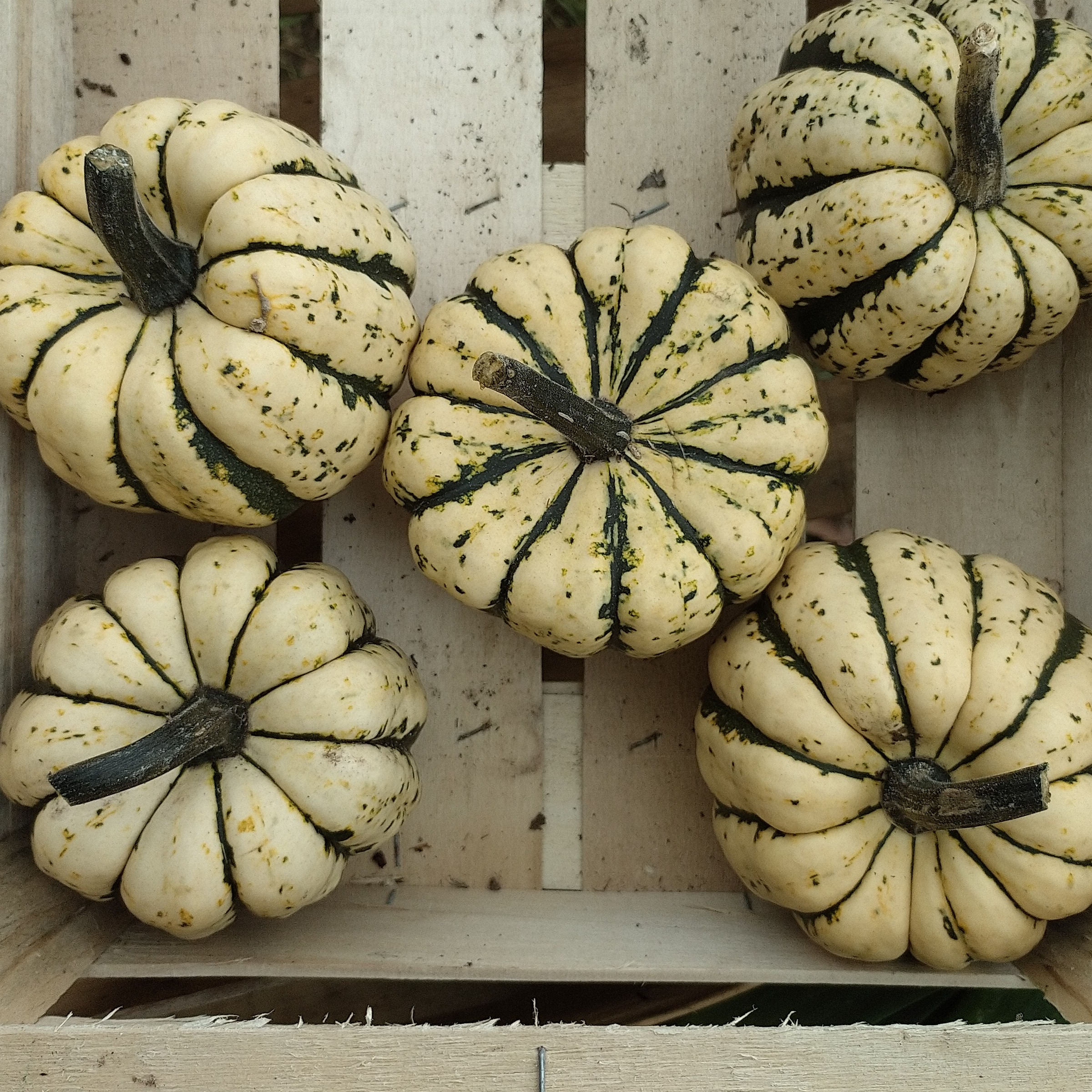 Courge patidou
