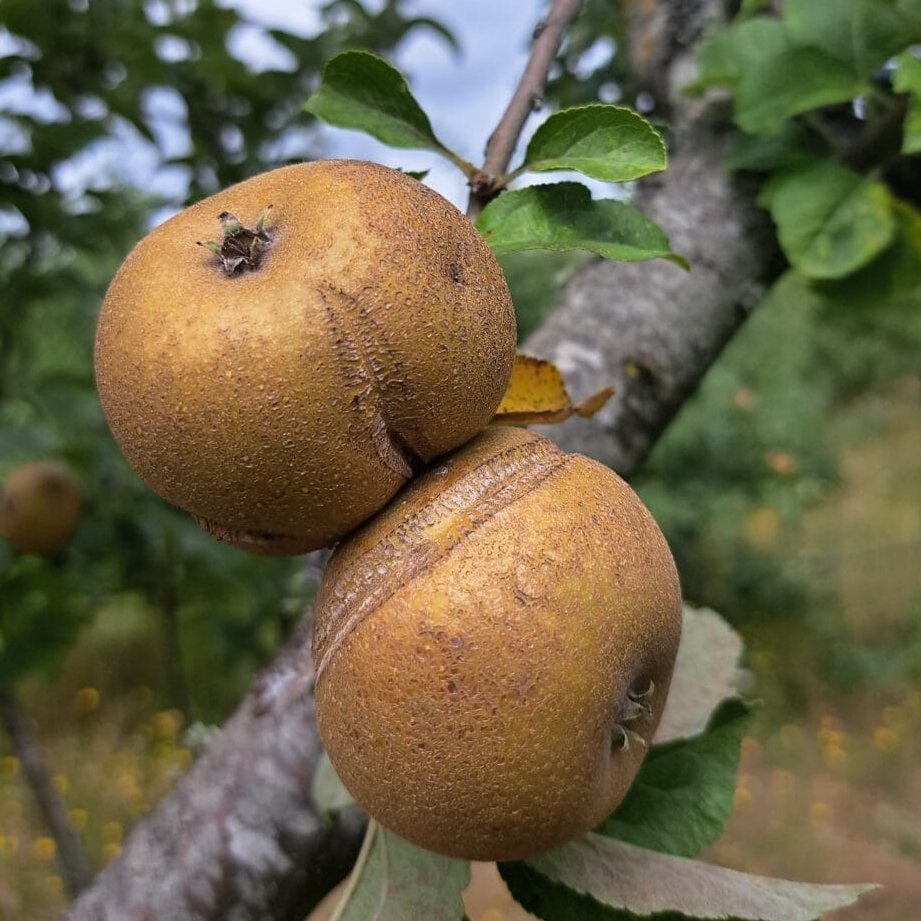 Pommier 'Patte de loup' / Bittenfelder Racines nues