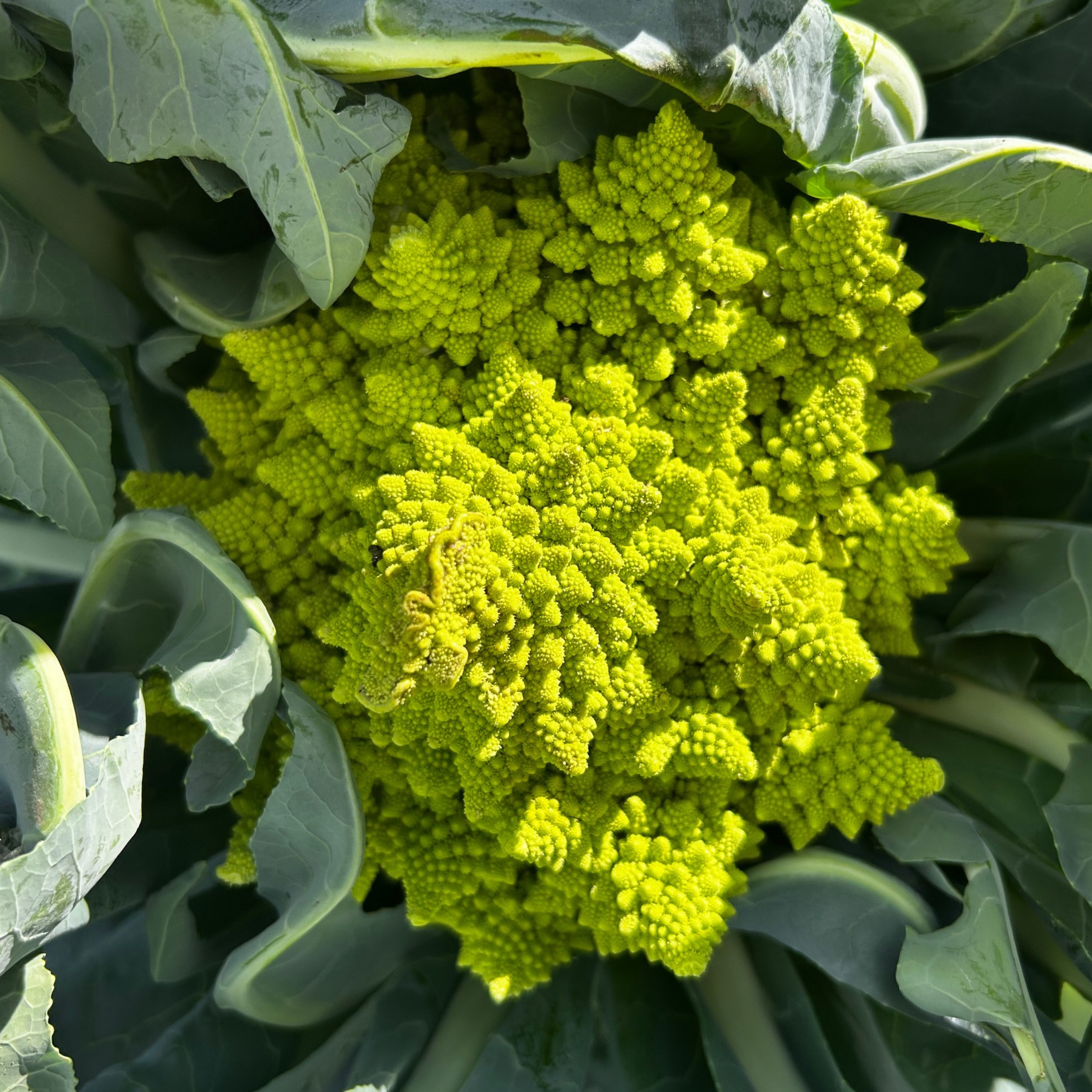 Choux Romanesco