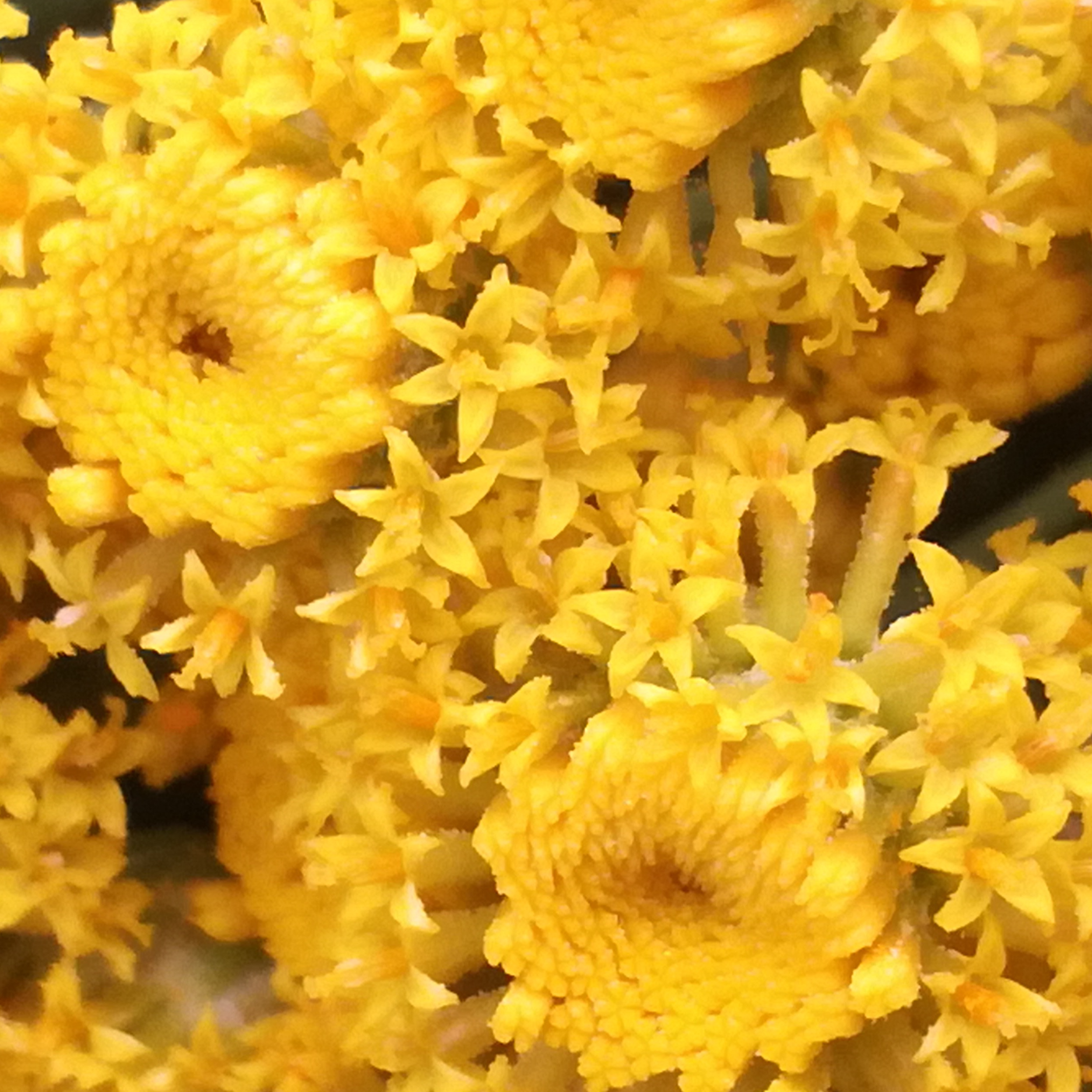 Helichrysum italicum