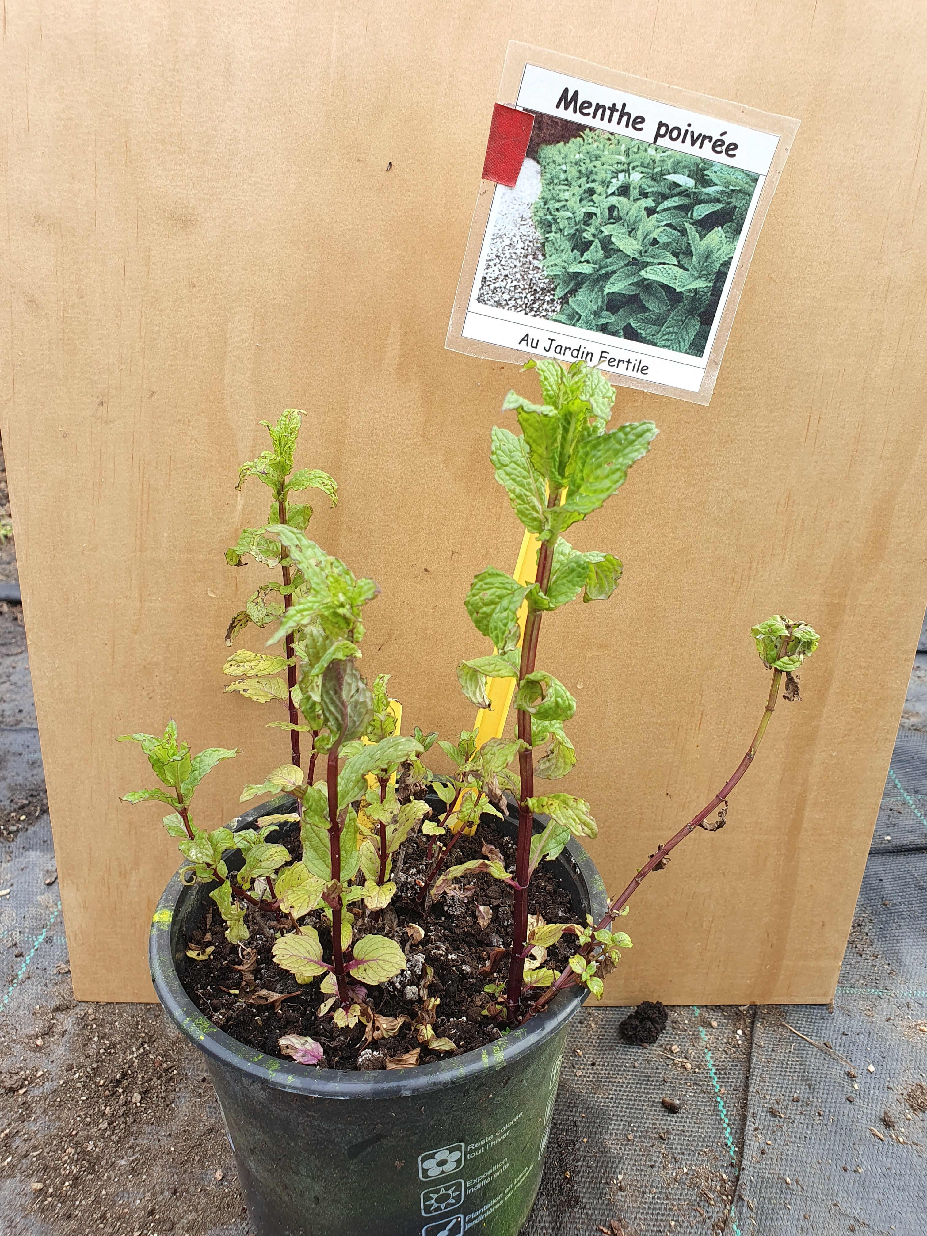 Plant Menthe Poivrée