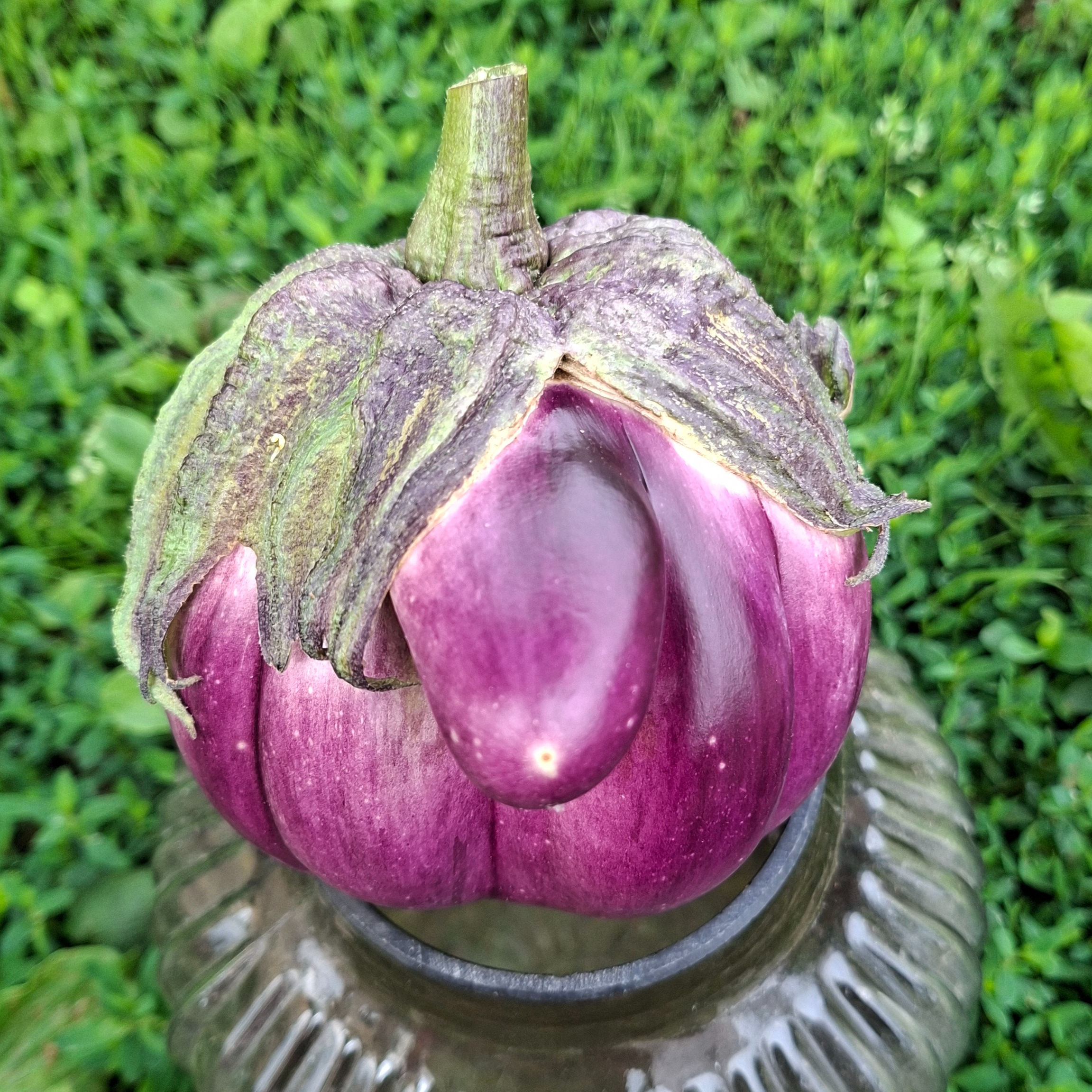 Aubergines