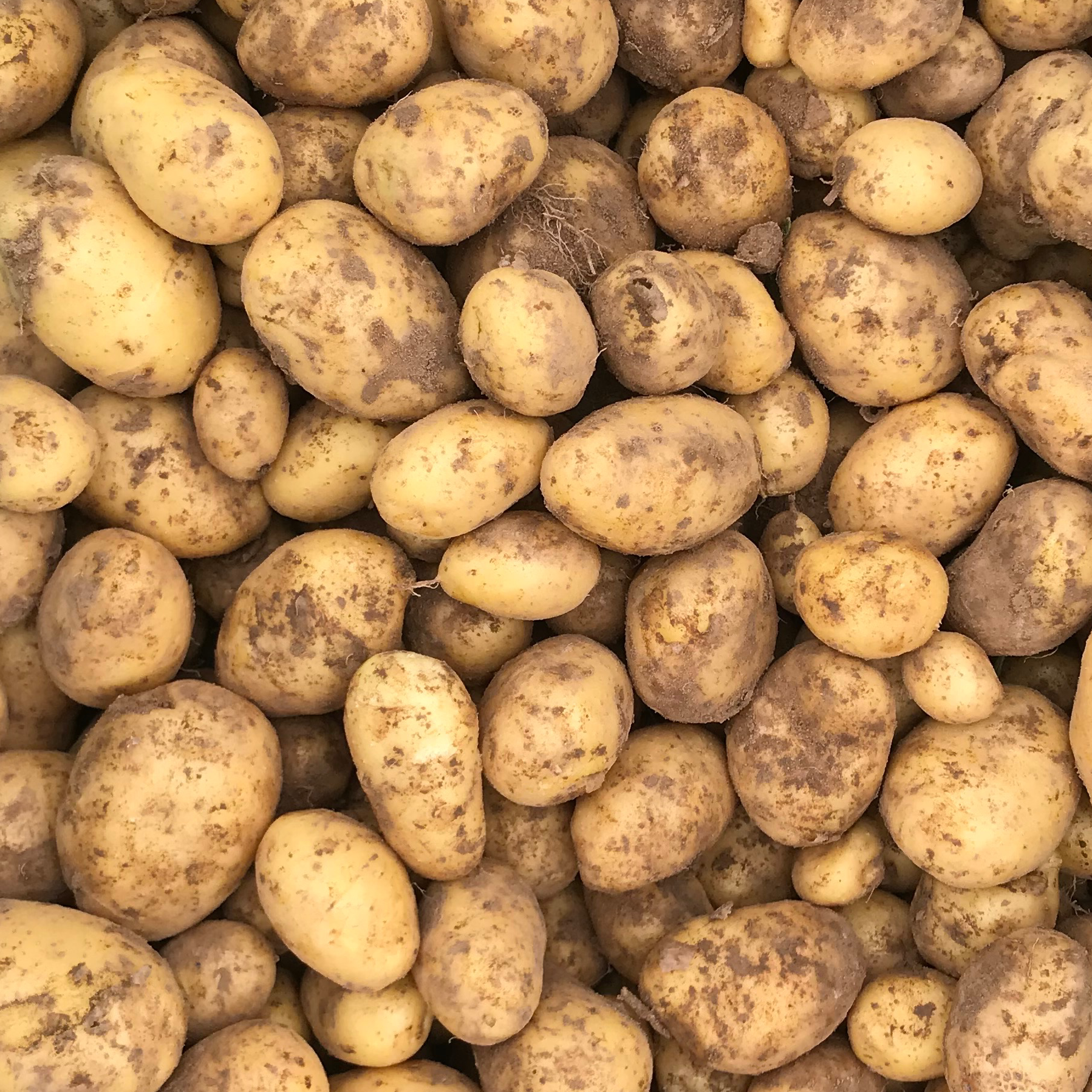 Pommes de terre variété Twinner
