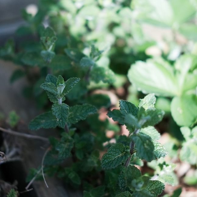 Menthe fraise