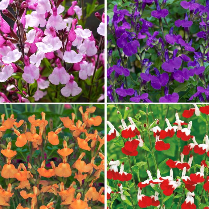 Fleurs de Sauge multicolore (par 30)