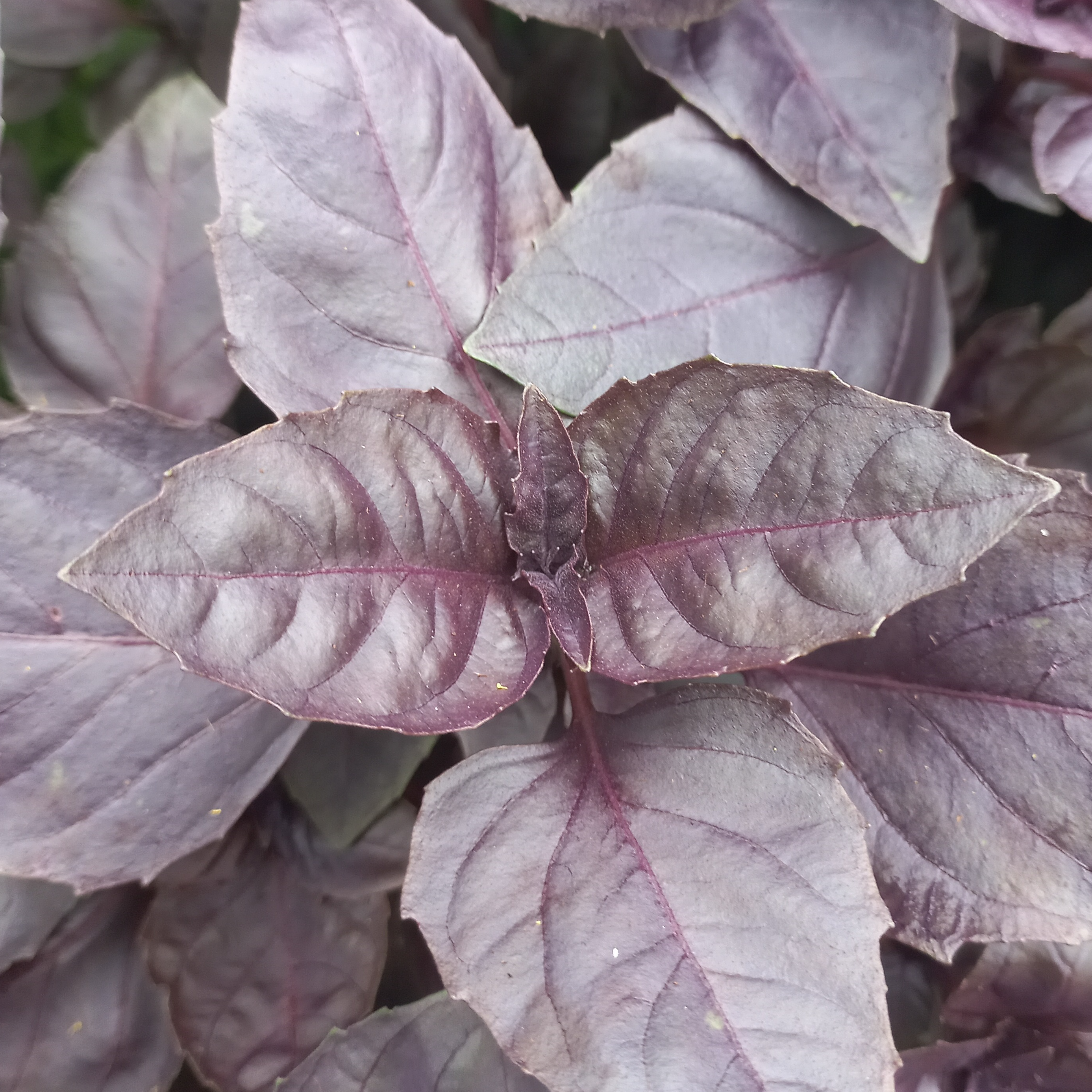 Basilic pourpre - godet 8 cm