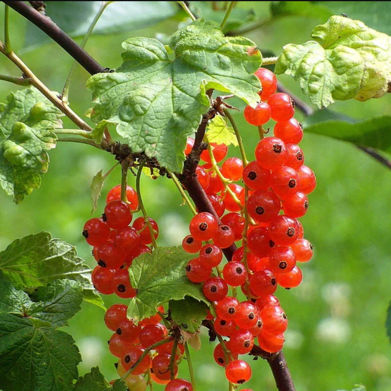 Groseillier 'Fertodi longue grappe’ Pot 1L