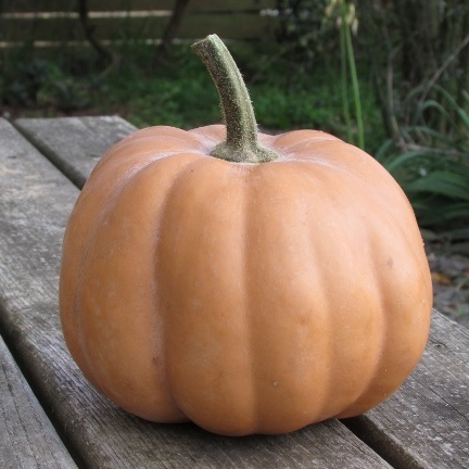 Courge Carat (mini muscade fondante et sucrée)