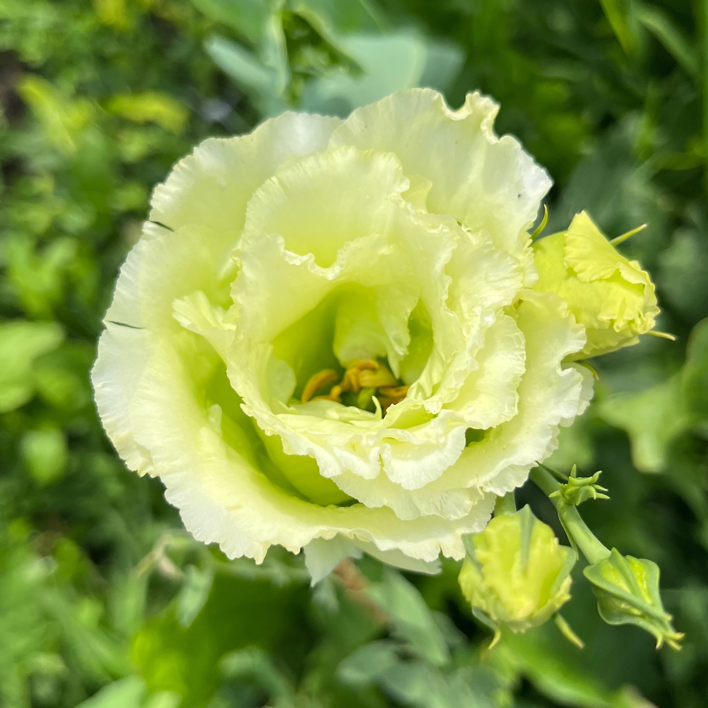 Lisianthus