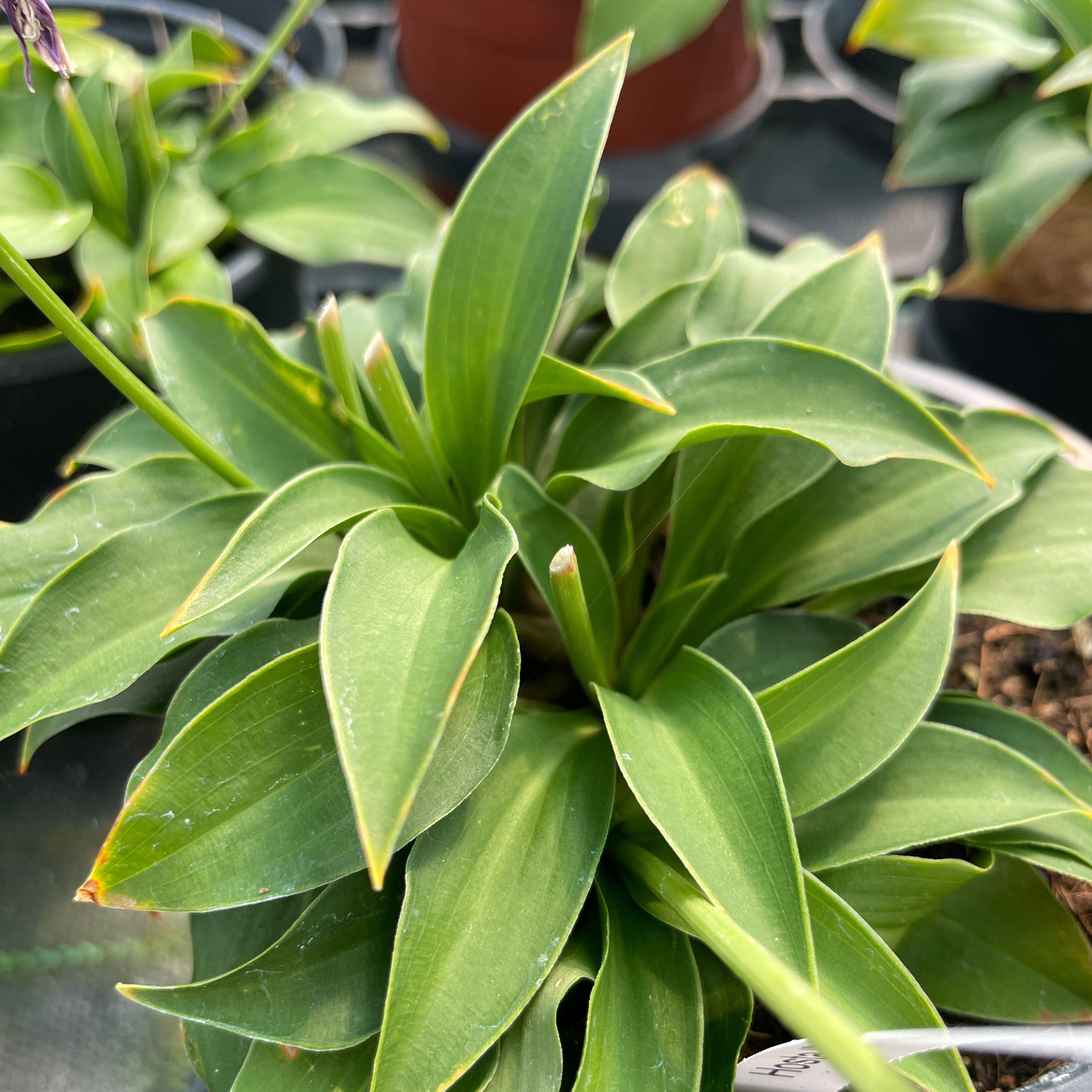 Hosta ‘Paradise Puppet’