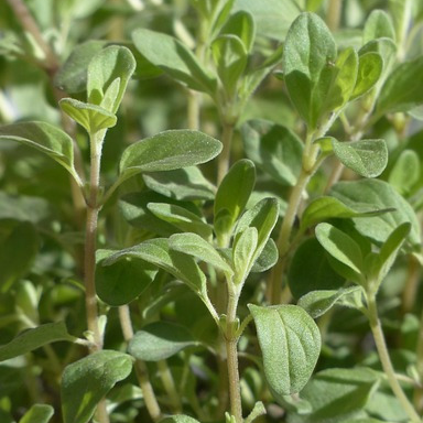 Marjolaine officinale - godet 8 cm