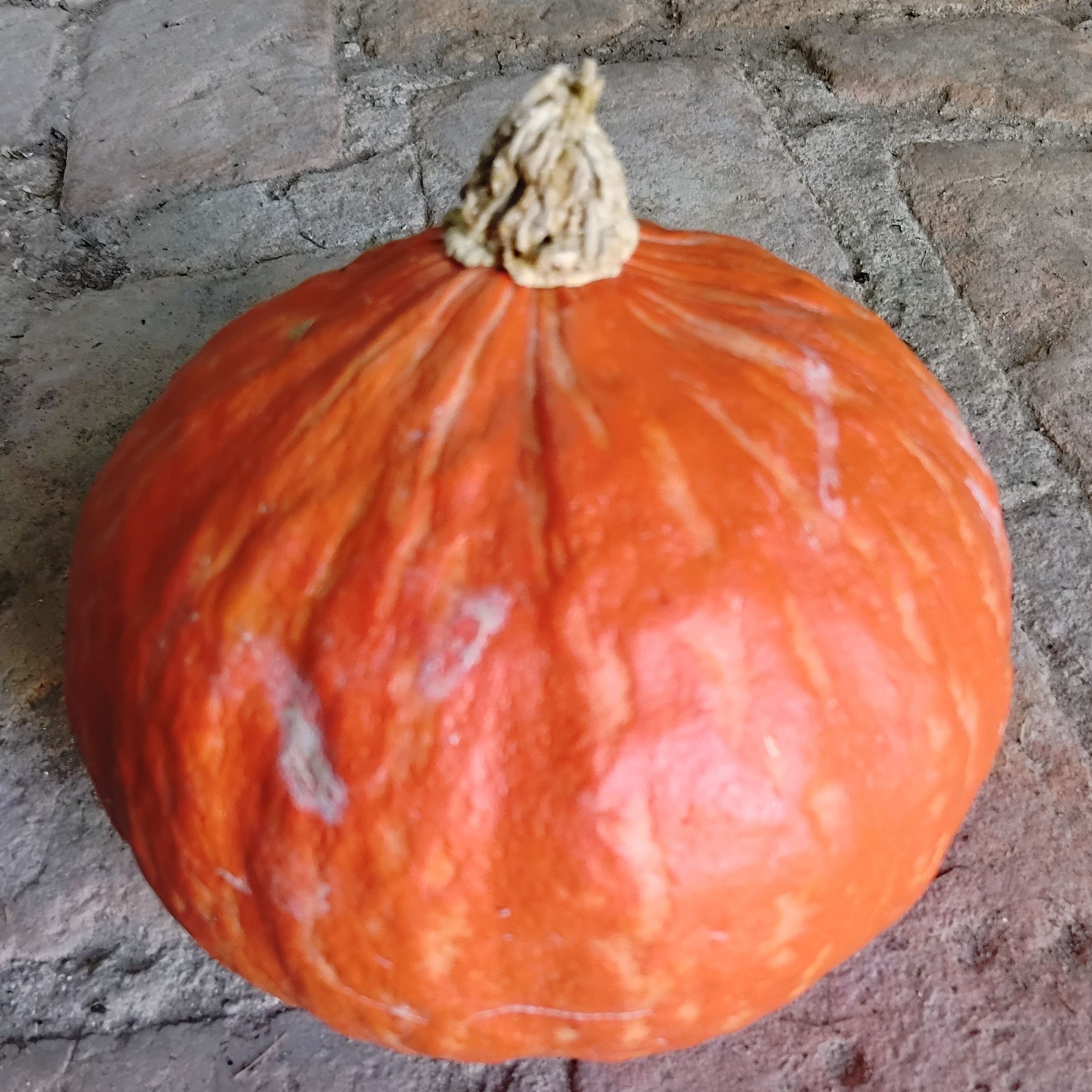 Potimarron (pièce) - 1kg