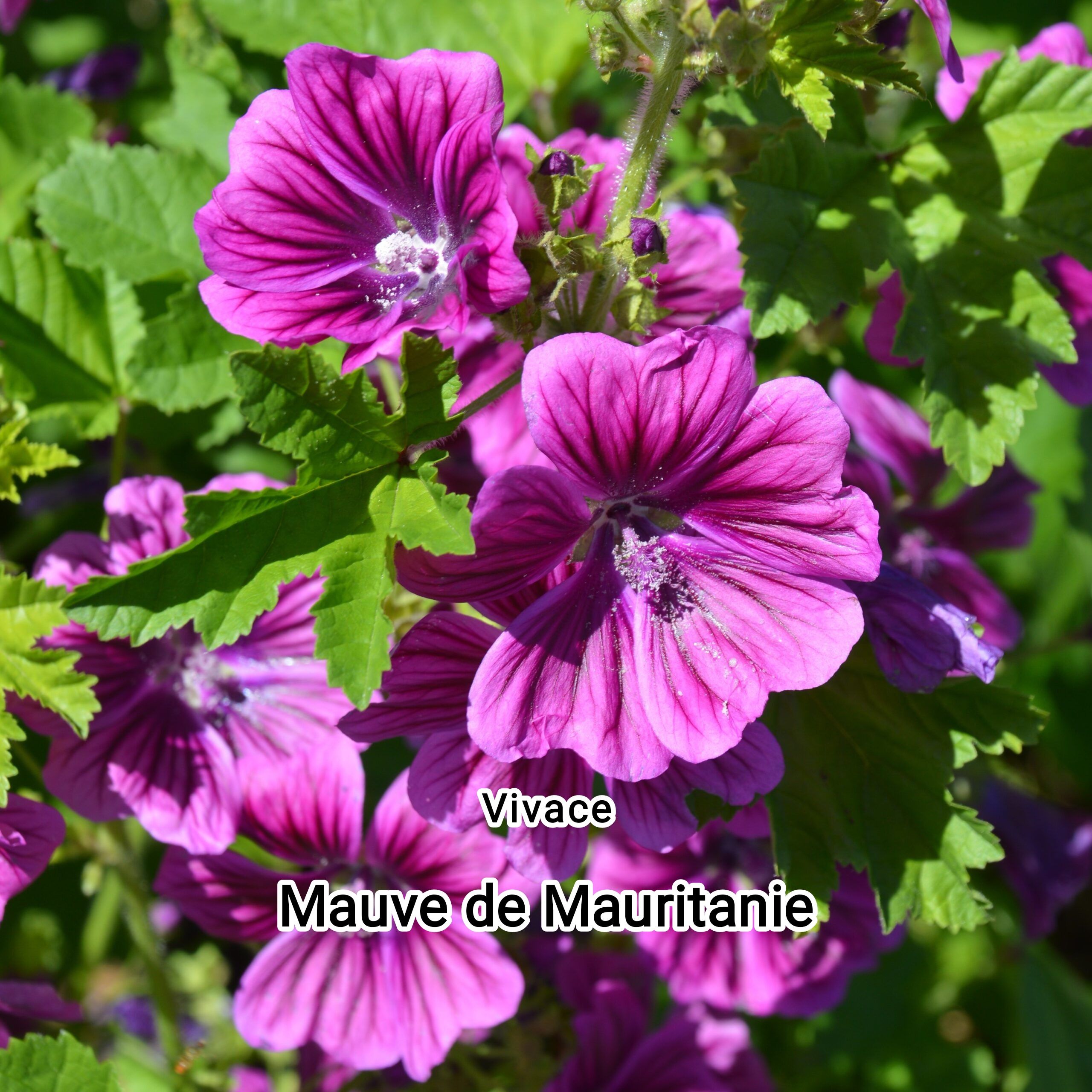 Plant de Mauve de mauritanie "malva sylvestris" bio