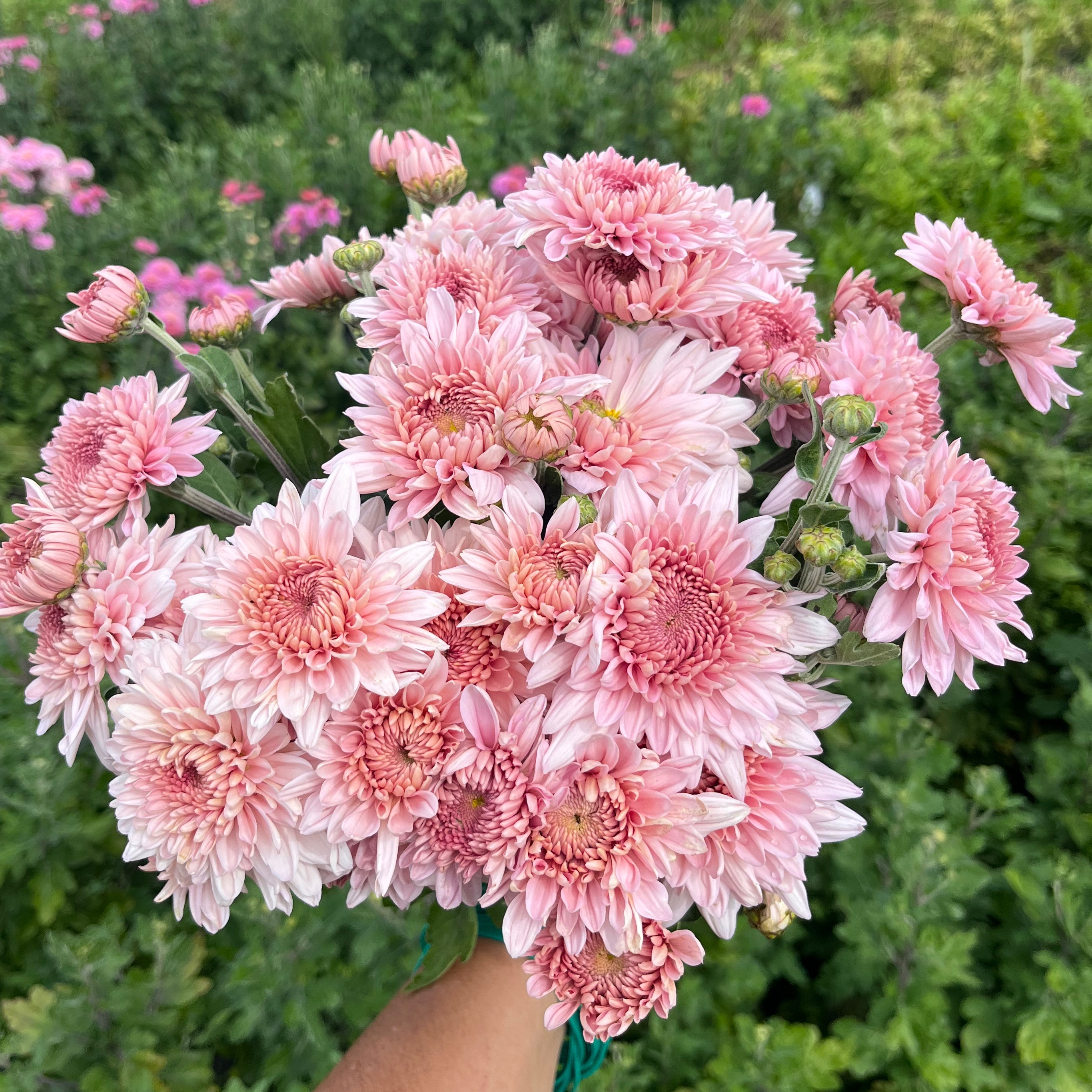 Chrysanthèmes Gompie Rose - Botte de 10 tiges