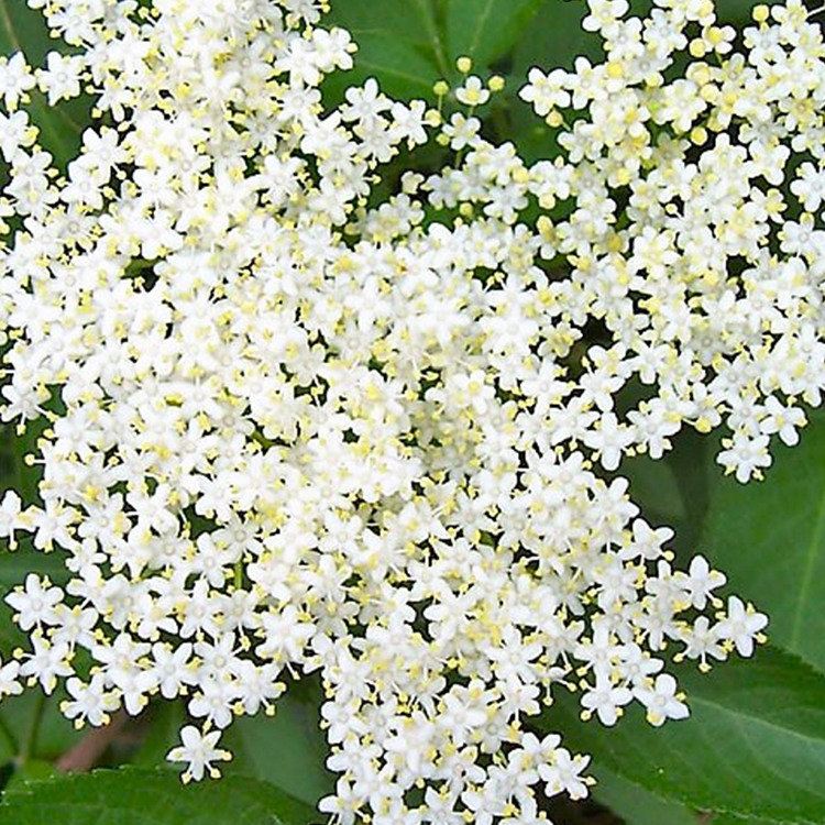 Sureau, fleurs • Plante simple - 30g