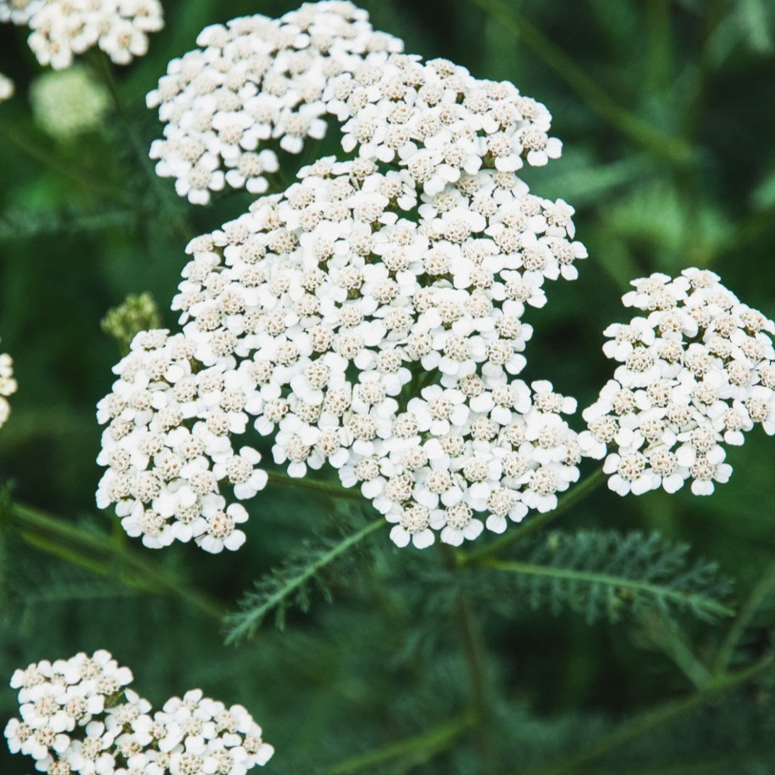 Fleurs d Achillée ( par 10)