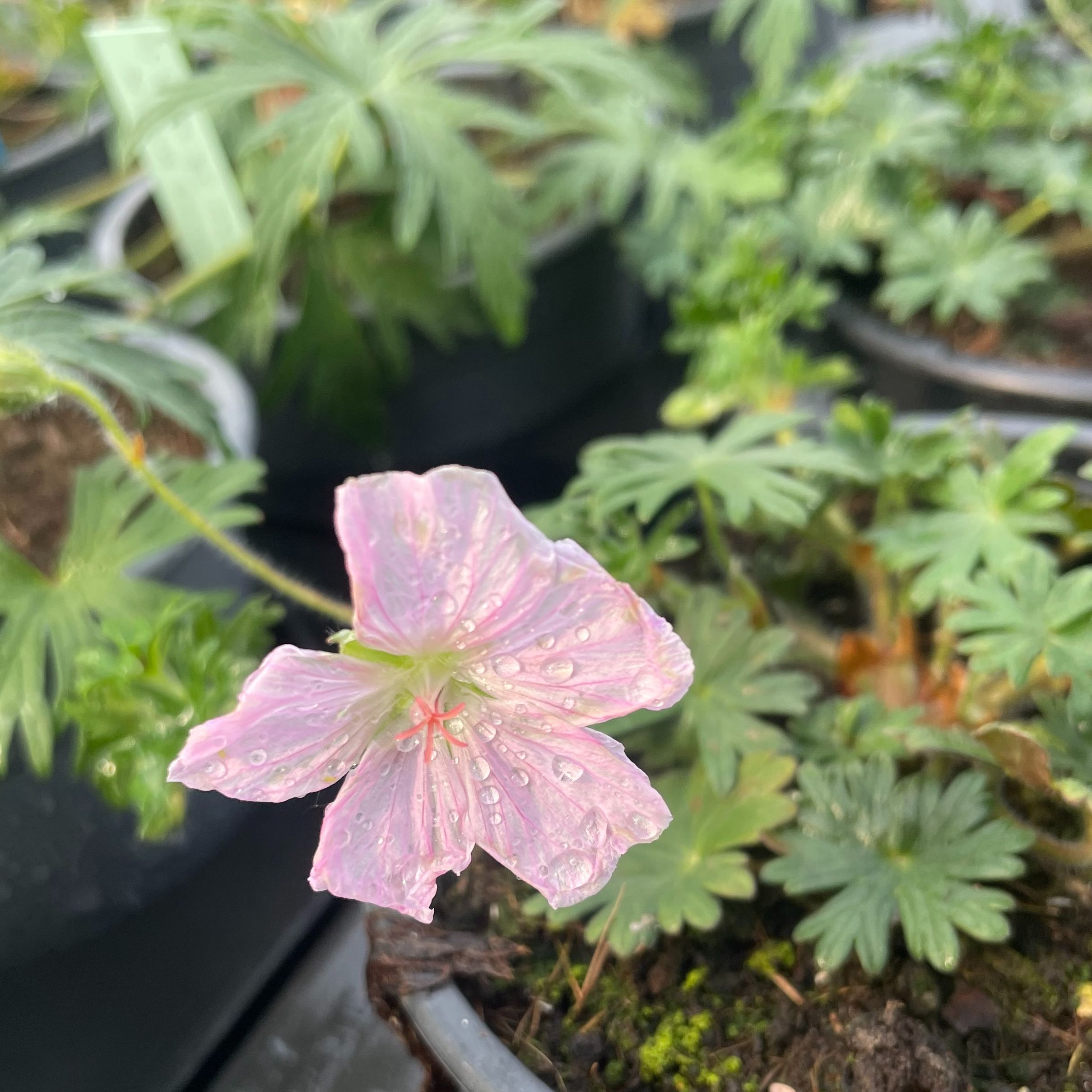 Geranium sanguineum striatum