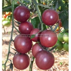 Plant de Tomates cerises Black Cherry