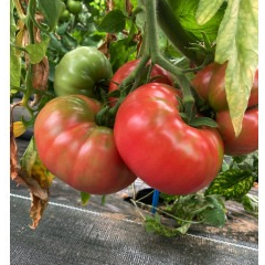 Tomate ROSE DE BERNE