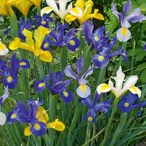 bulbes iris hollandica en mélange - 100g