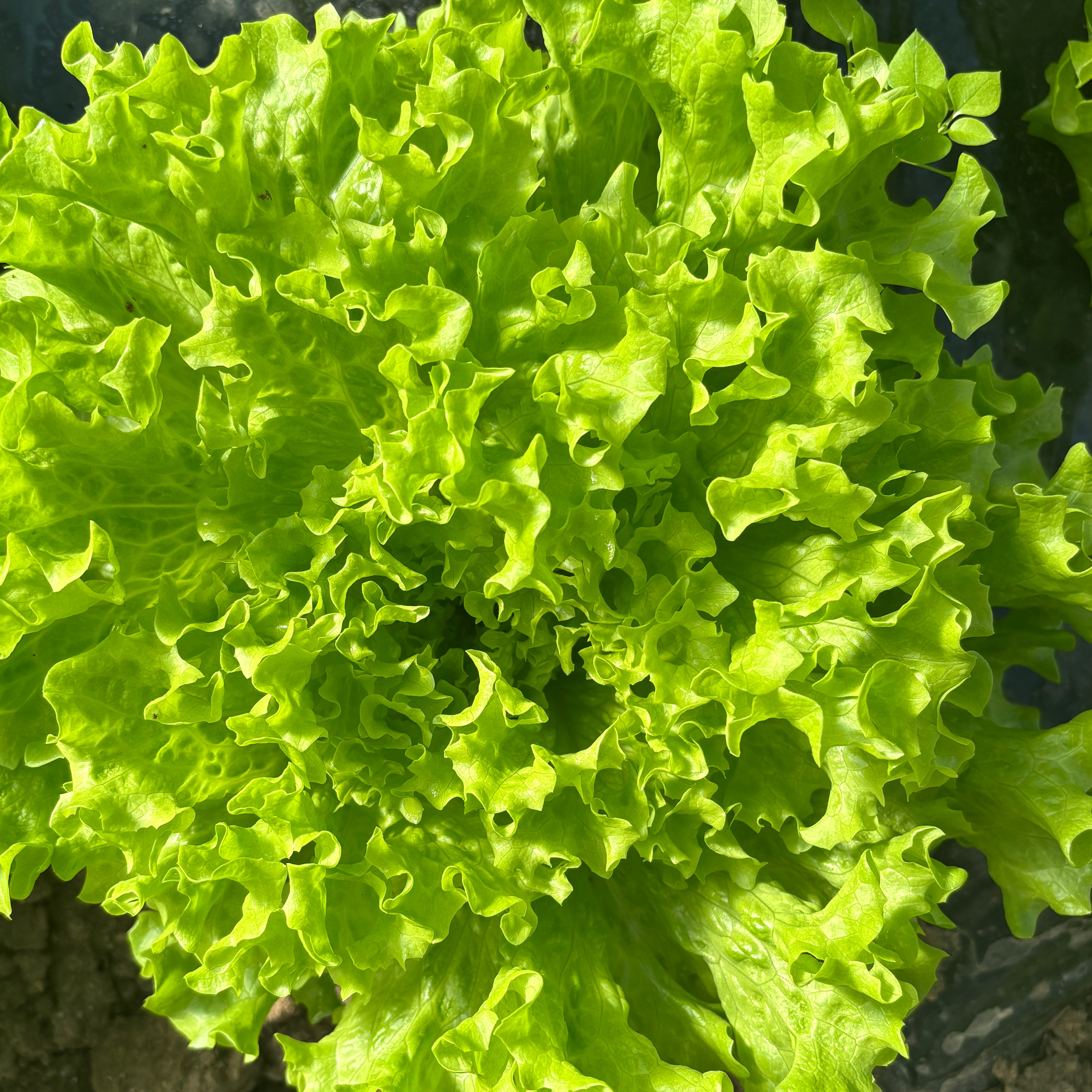 Salade pièce batavia