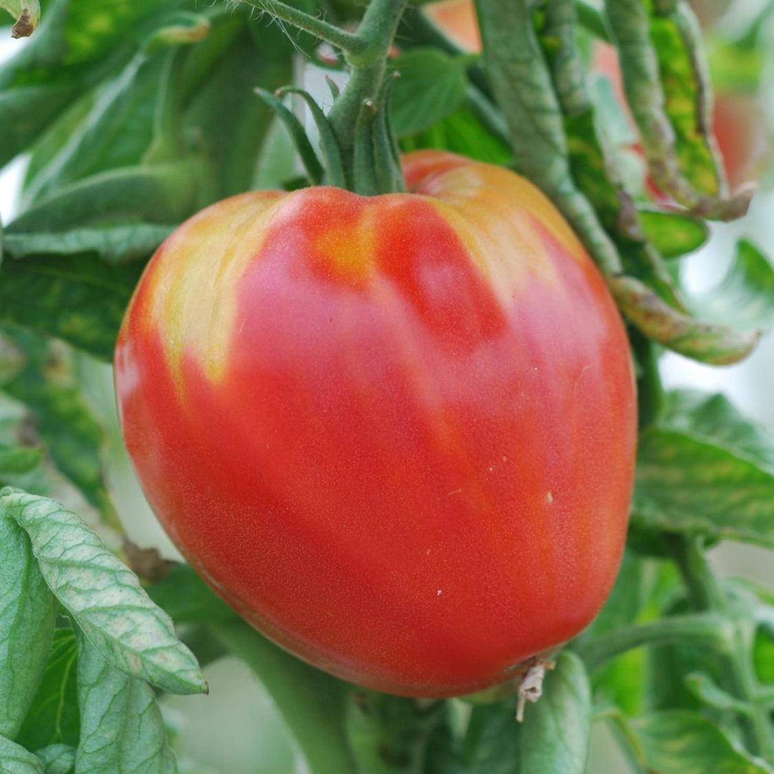 Tomate Cœur de bœuf en godet 8 cm