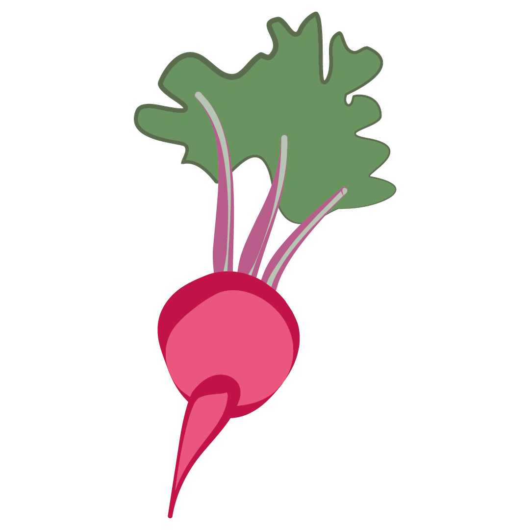 Radis d'hivers rouge