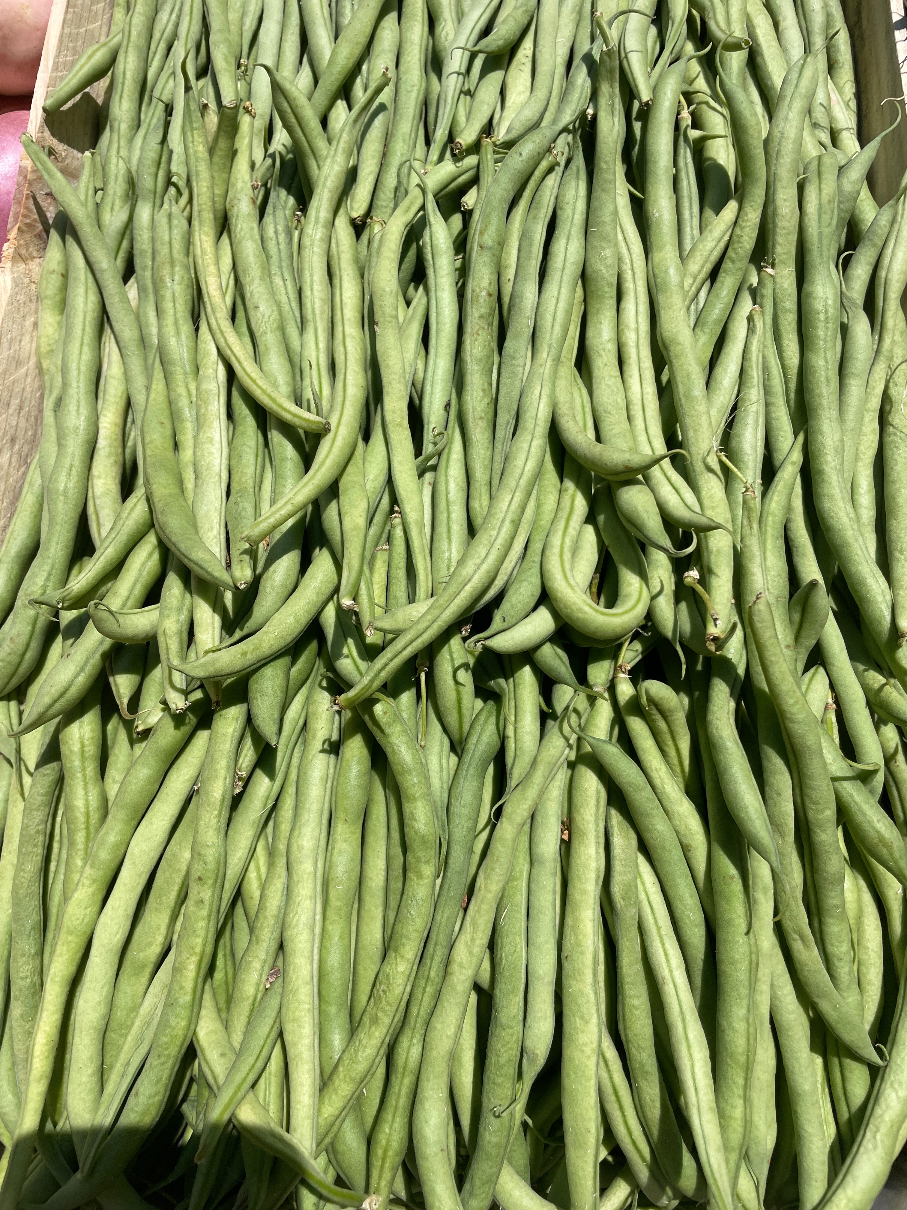 haricot vert