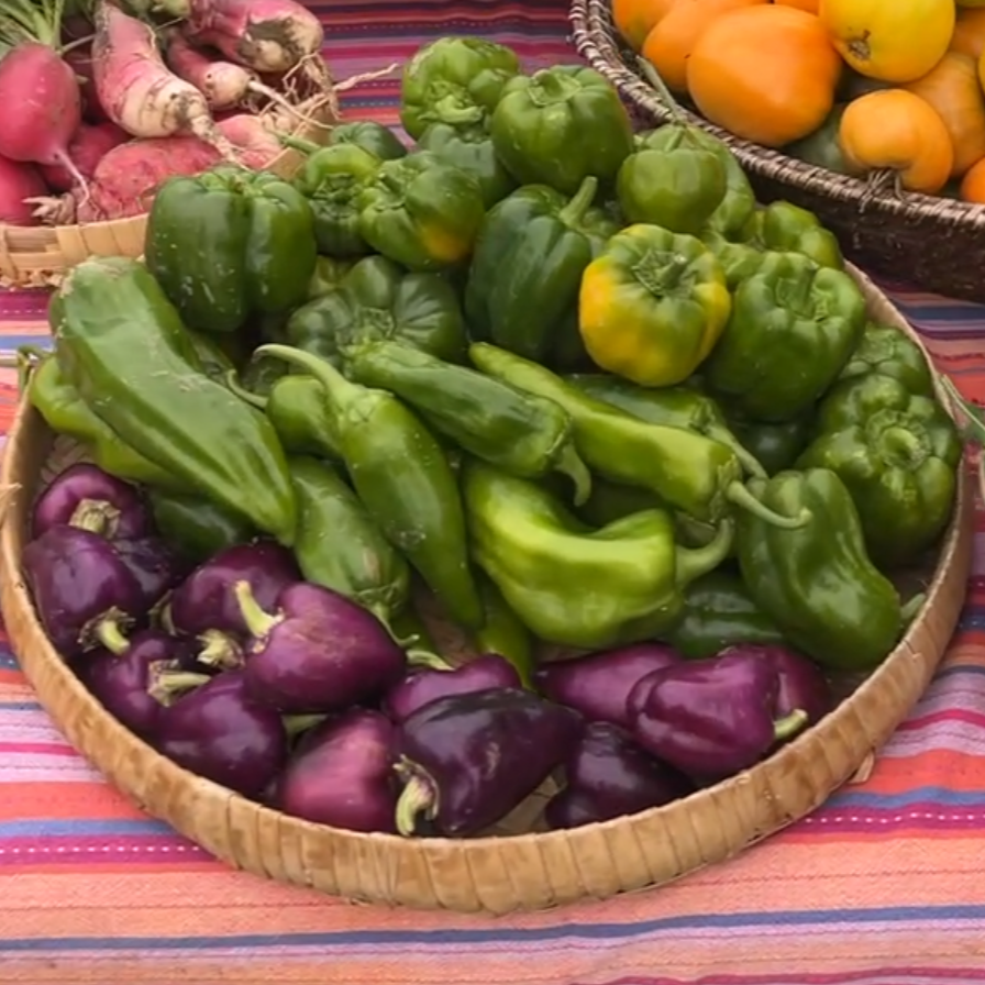 Poivrons couleurs