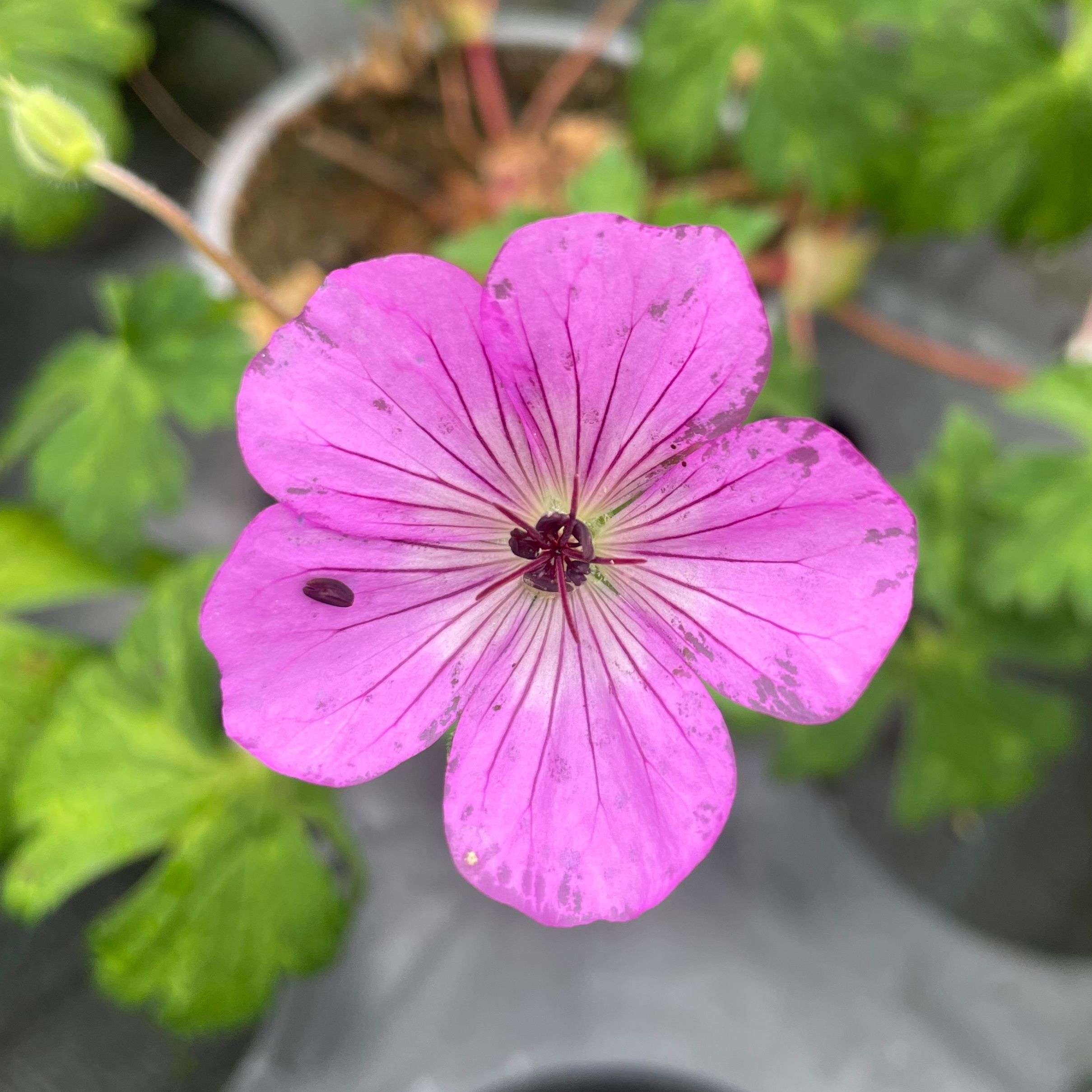 Geranium Kelly Anne