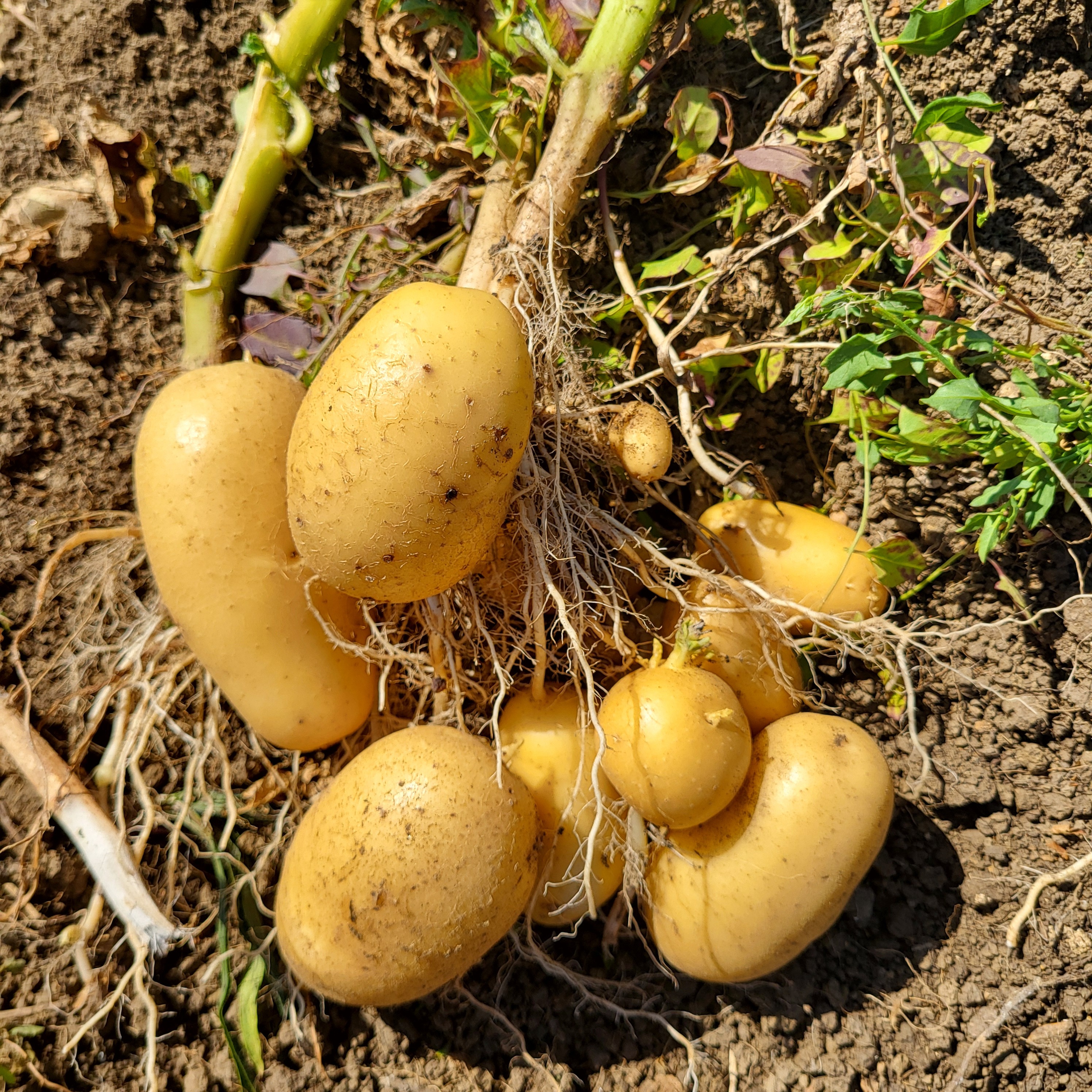 Pomme de terre primeur Monalisa