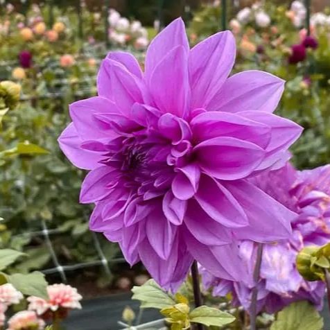 Lilac time - 350g