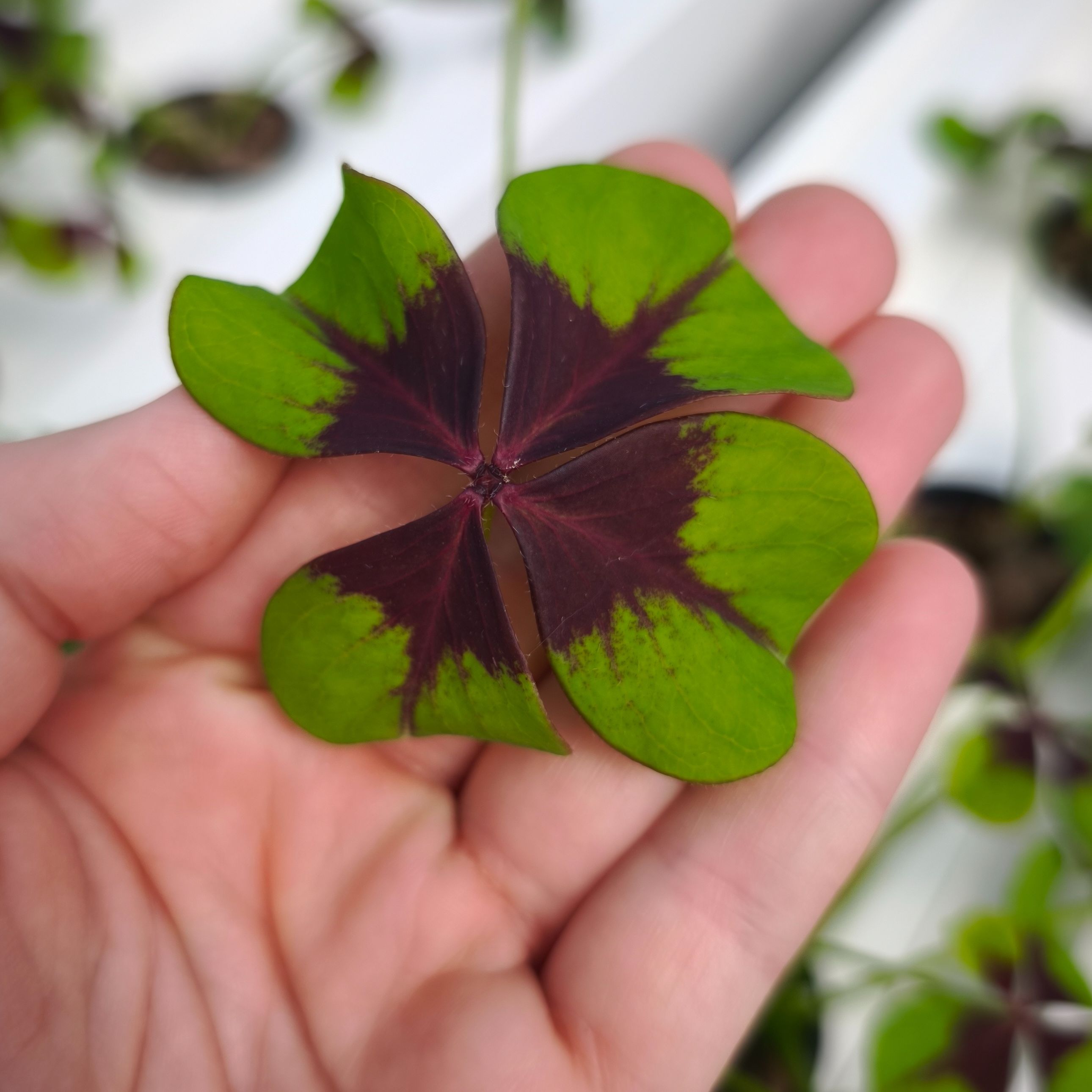 Oxalis bicolore (grande)
