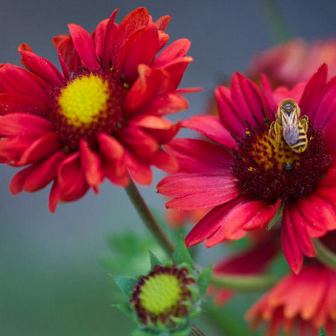 Gaillardia ‘Burgunder’