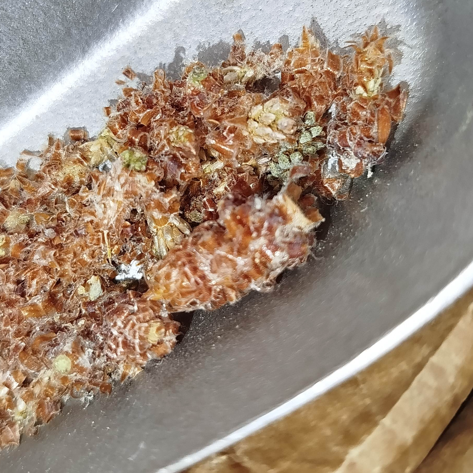 Bourgeons De Pin Sylvestre