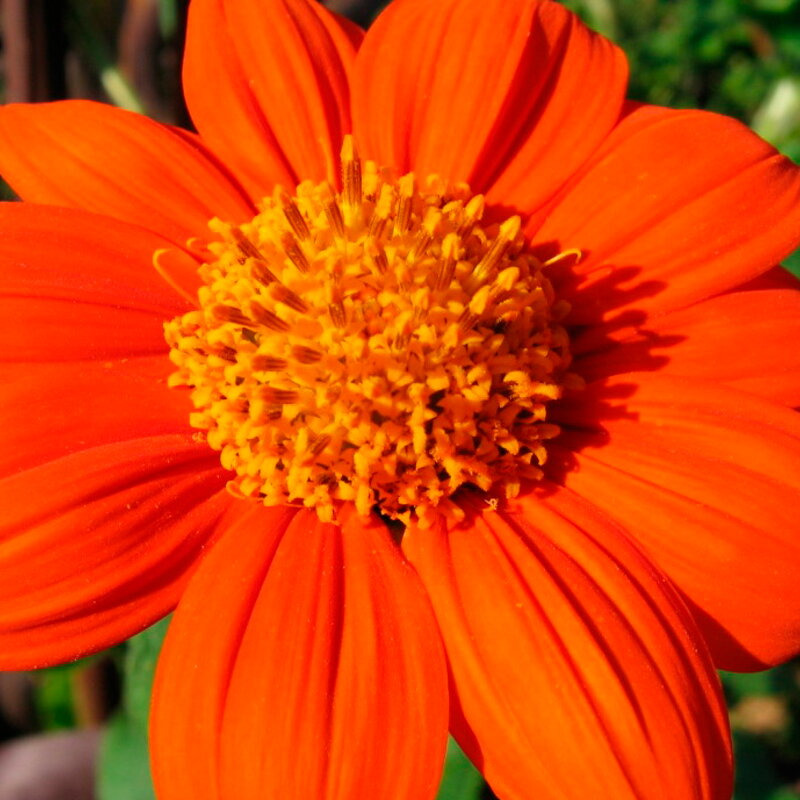 Plants fleurs- Thitonia torch