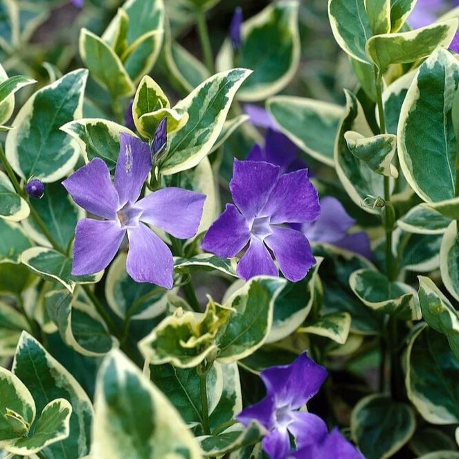 - Vinca major variegata - Grande pervenche panachée - Godet